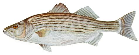 striper fish|Striped Bass Facts & Information Guide .